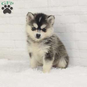 Millie, Pomsky Puppy
