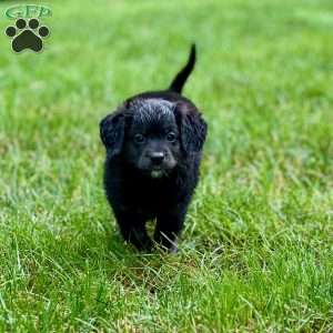 Paulie, Mini Bernedoodle Puppy