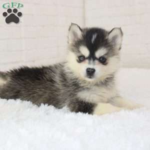 Millie, Pomsky Puppy