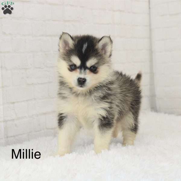 Millie, Pomsky Puppy