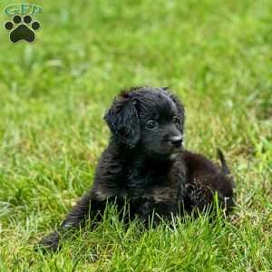 Paulie, Mini Bernedoodle Puppy