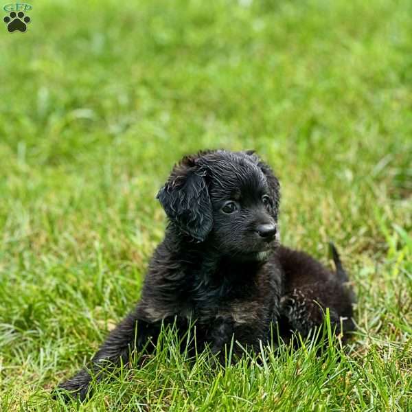Paulie, Mini Bernedoodle Puppy
