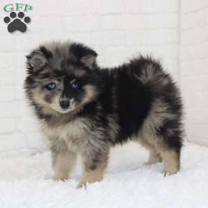 Mac, Pomsky Puppy