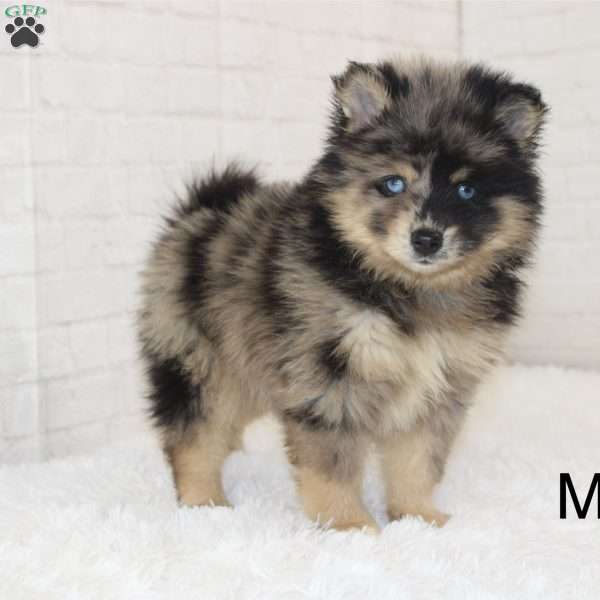Mac, Pomsky Puppy