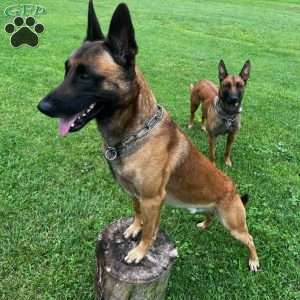 Brutus, Belgian Malinois Puppy