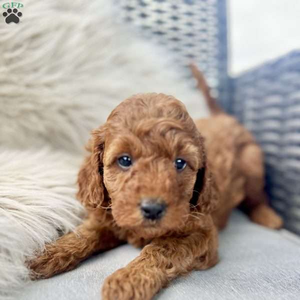 Andy, Mini Goldendoodle Puppy