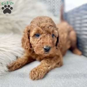 Andy, Mini Goldendoodle Puppy