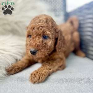 Andy, Mini Goldendoodle Puppy