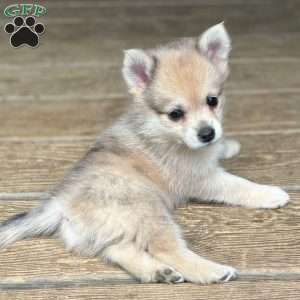 Smudge, Mini Elkhound Puppy