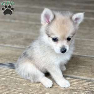 Smudge, Mini Elkhound Puppy