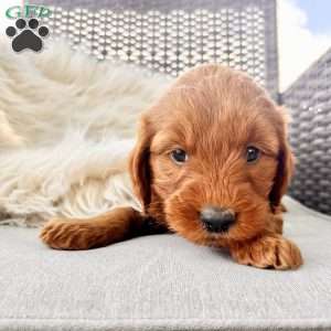 Ardan, Mini Goldendoodle Puppy