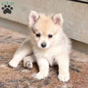 Smudge, Mini Elkhound Puppy