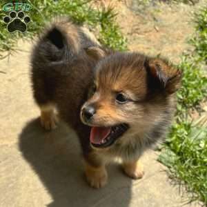 Pudge, Mini Elkhound Puppy