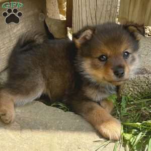 Pudge, Mini Elkhound Puppy