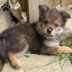 Pudge, Mini Elkhound Puppy