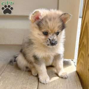 Fudge, Mini Elkhound Puppy