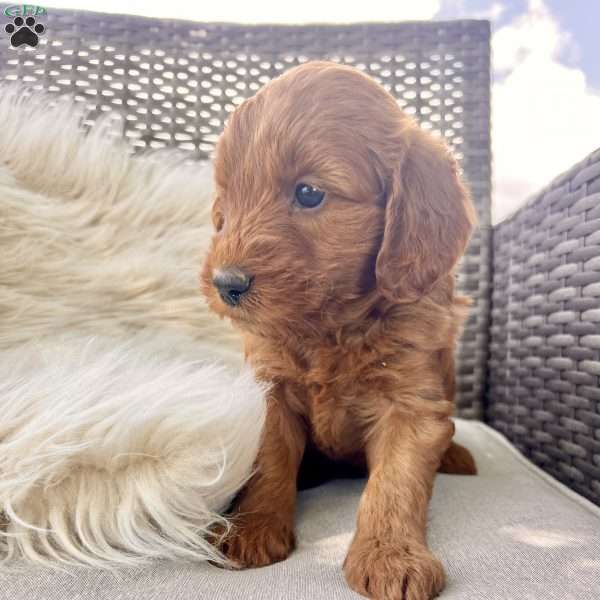 Ardan, Mini Goldendoodle Puppy