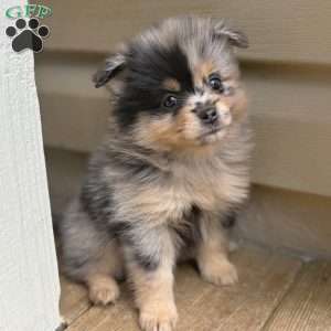 Nudge, Mini Elkhound Puppy