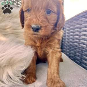 Ardan, Mini Goldendoodle Puppy
