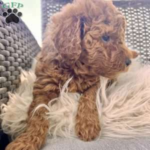 Aspire, Mini Goldendoodle Puppy