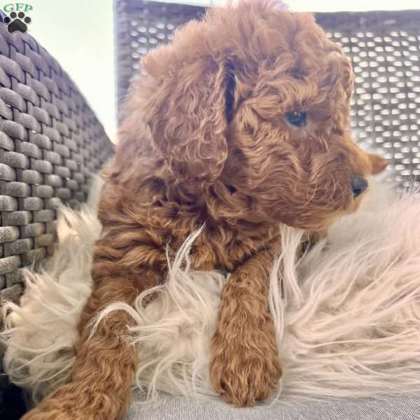 Aspire, Mini Goldendoodle Puppy