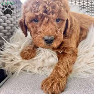 Aspire, Mini Goldendoodle Puppy