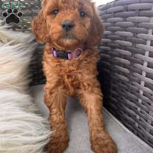 Abby, Mini Goldendoodle Puppy