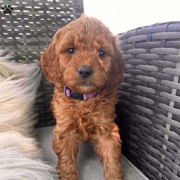 Abby, Mini Goldendoodle Puppy