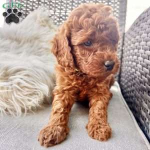 Ansel, Mini Goldendoodle Puppy