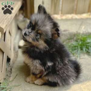 Grudge, Mini Elkhound Puppy