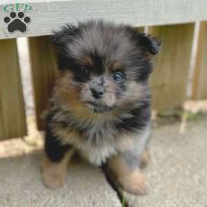 Grudge, Mini Elkhound Puppy