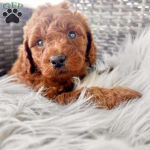 Ansel, Mini Goldendoodle Puppy