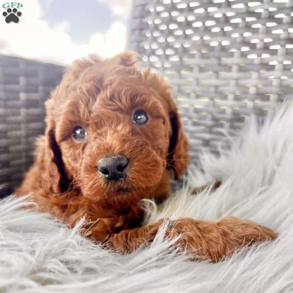 Ansel, Mini Goldendoodle Puppy
