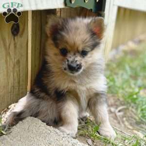 Fudge, Mini Elkhound Puppy
