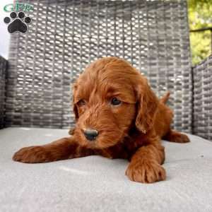 Abe, Mini Goldendoodle Puppy