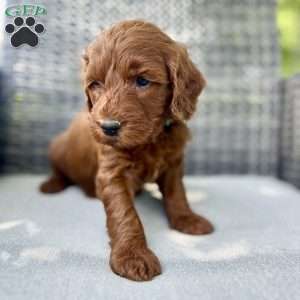 Abe, Mini Goldendoodle Puppy