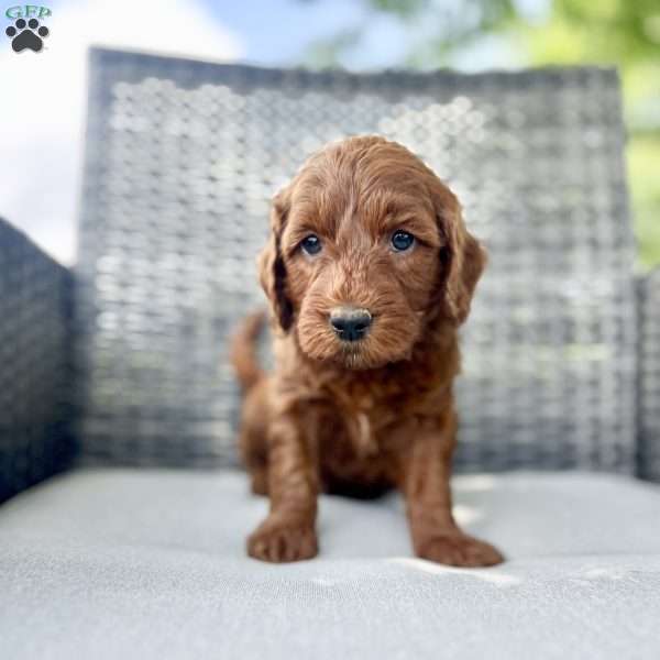 Abe, Mini Goldendoodle Puppy