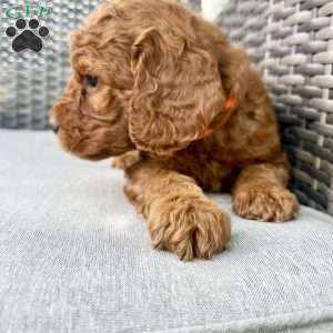 Adam, Mini Goldendoodle Puppy