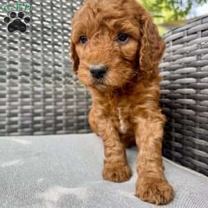 Adam, Mini Goldendoodle Puppy