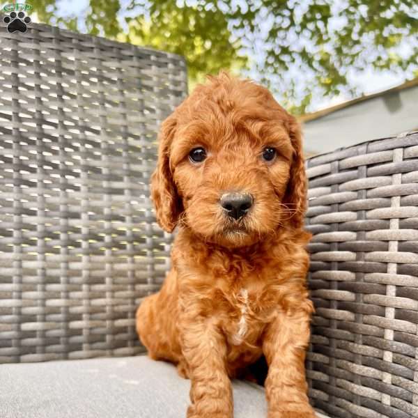 Adam, Mini Goldendoodle Puppy