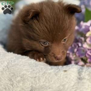 Chanel, Pomeranian Puppy
