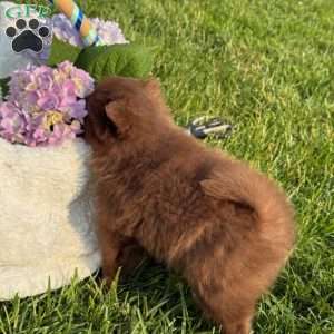 Chanel, Pomeranian Puppy