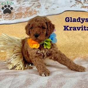 Gladys Kravitz, Standard Poodle Puppy