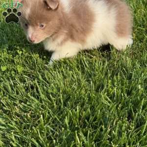 Duke, Pomeranian Puppy