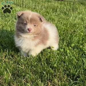 Duke, Pomeranian Puppy