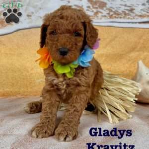Gladys Kravitz, Standard Poodle Puppy