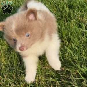 Duke, Pomeranian Puppy