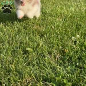Duke, Pomeranian Puppy