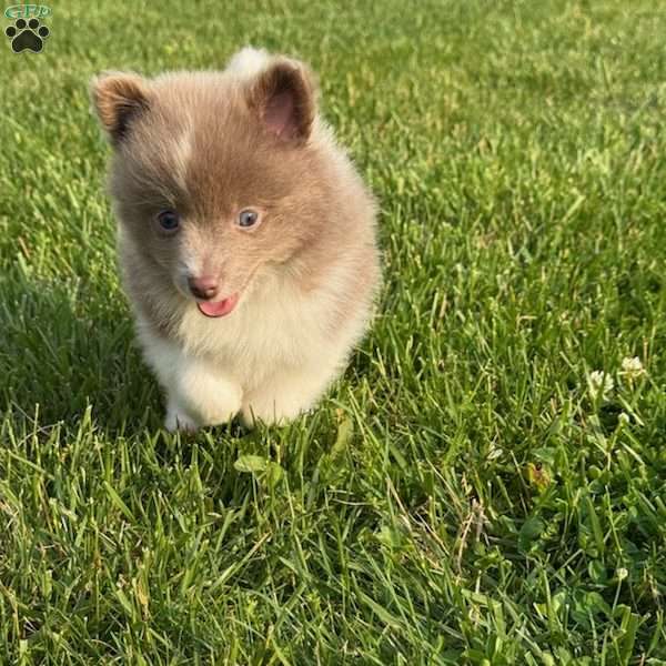 Duke, Pomeranian Puppy