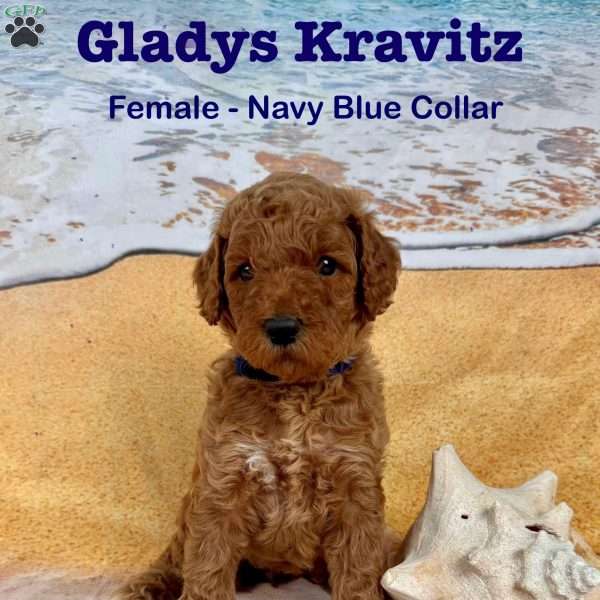 Gladys Kravitz, Standard Poodle Puppy